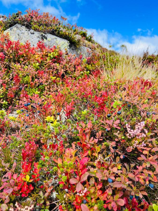 Flott Leilighet Pa Haugen I Sirdal Tjorhom Exteriér fotografie