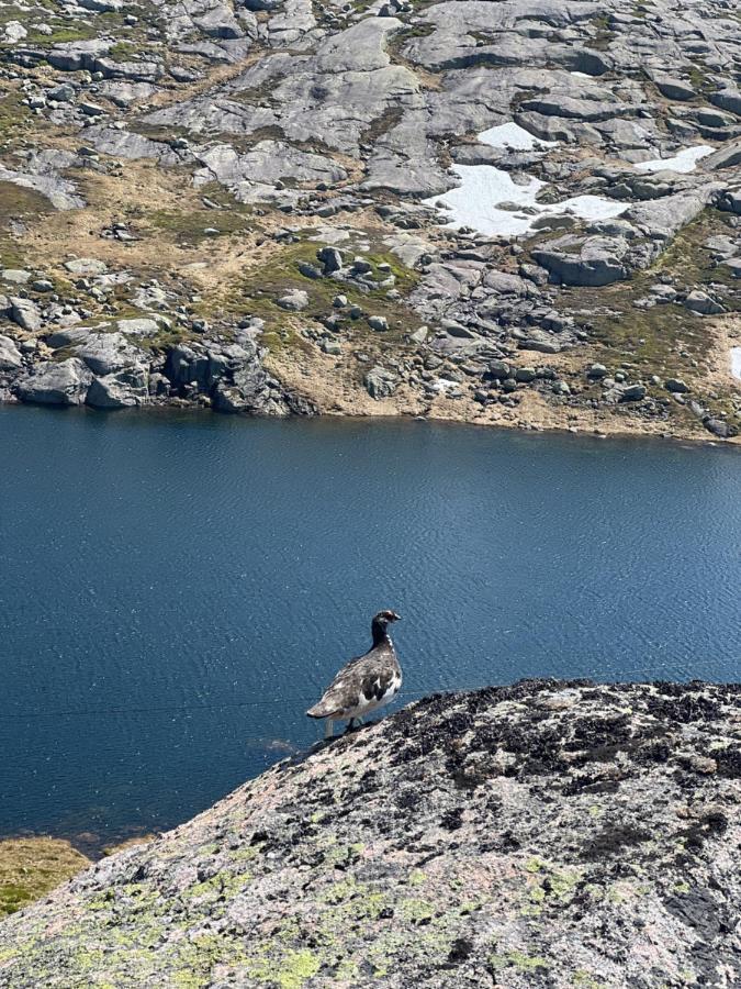 Flott Leilighet Pa Haugen I Sirdal Tjorhom Exteriér fotografie